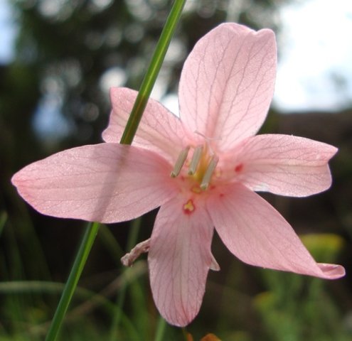 Tritonia disticha flower
